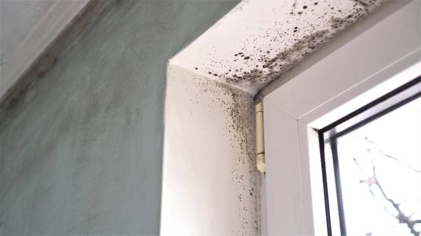 Best Real Estate Mold Inspection  in El Rancho, NM