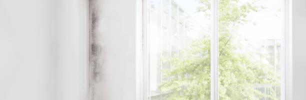 Best Mold Removal for HVAC Installations  in El Rancho, NM