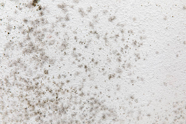 Best Asbestos and Lead Testing During Mold Inspection  in El Rancho, NM