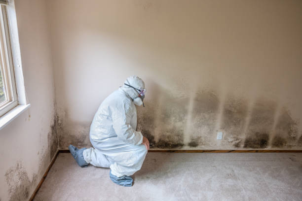 Best Post-Construction Mold Inspection  in El Rancho, NM