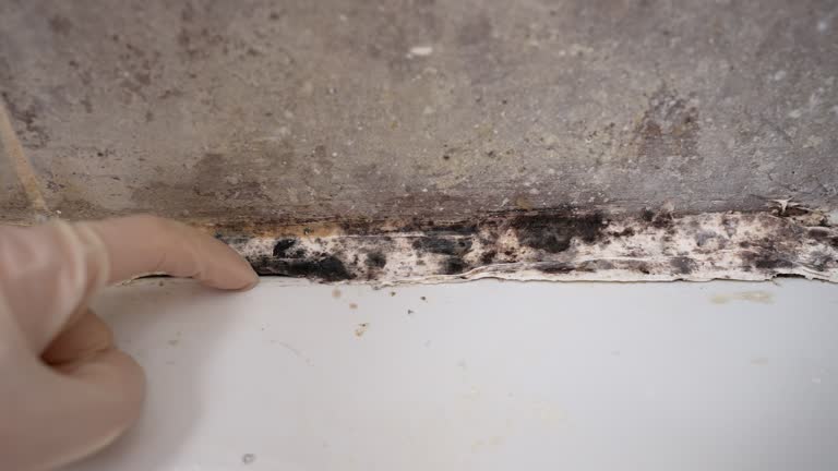 Forensic Mold Investigation in El Rancho, NM