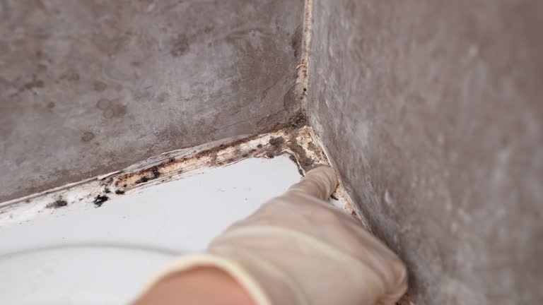 Best HVAC Mold Inspection and Cleaning  in El Rancho, NM