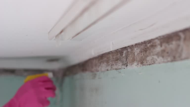 Best Mold Remediation for Healthcare Facilities  in El Rancho, NM